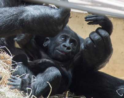 Gorilas de un zoo de Atlanta dan positivo a covid-19
