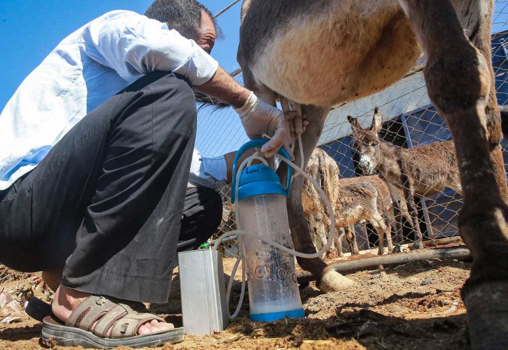 Un trabajador extrae leche de una burra en Jordania. (Foto Prensa Libre: AFP)