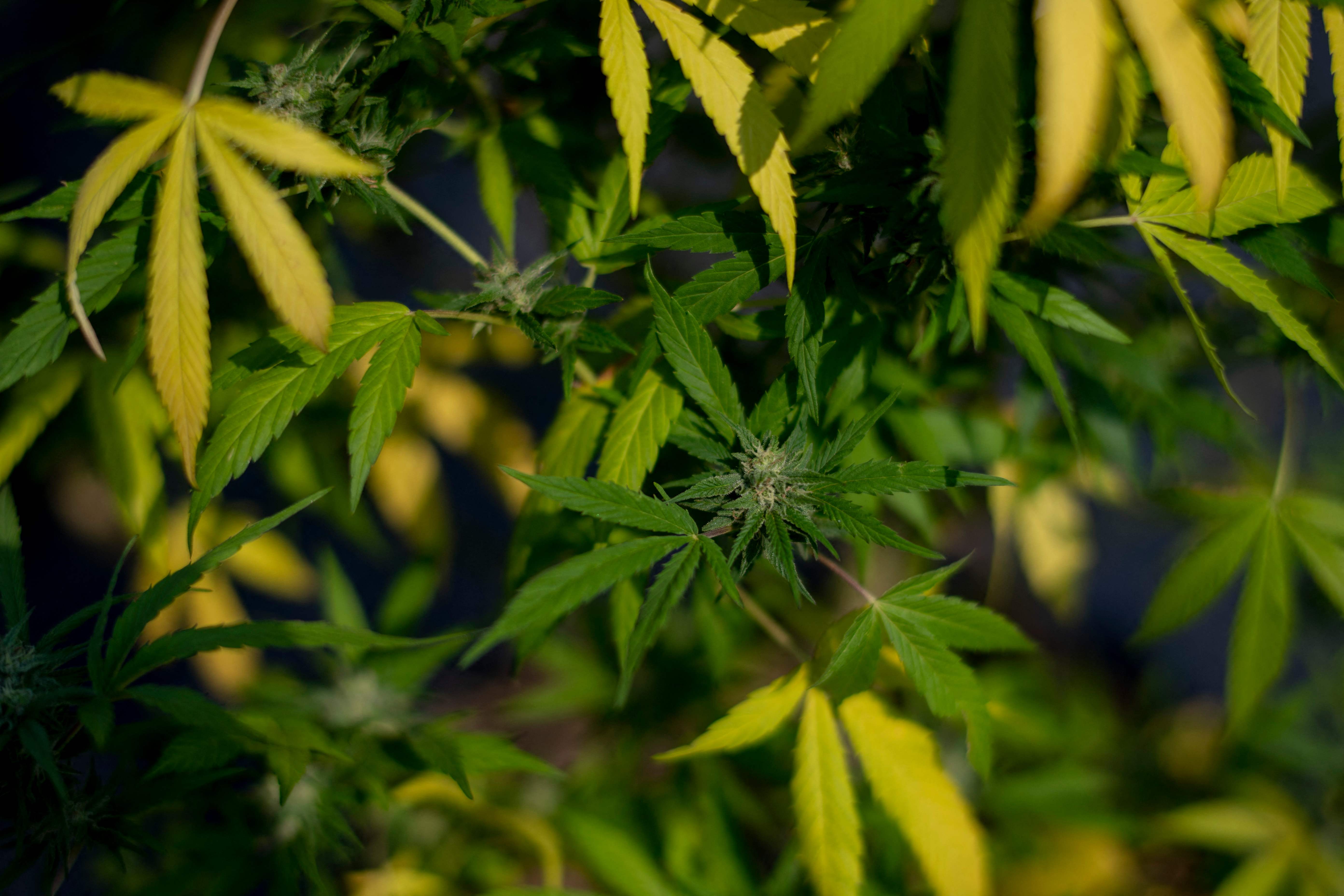 El cannabis se usará terapéuticamente en Panamá. (Foto Prensa Libre: AFP)