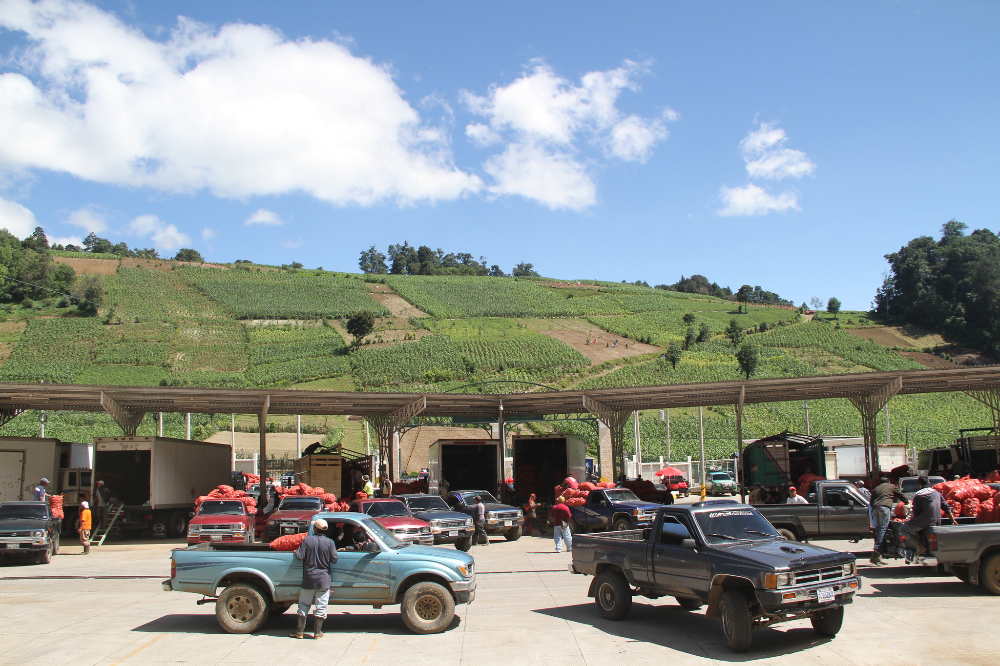 Las agrocadenas en Guatemala reciben apoyo de diferentes instituciones nacionales e internacionales como la FAO. (Foto Prensa Libre: Cortesía Fao-Guatemala)