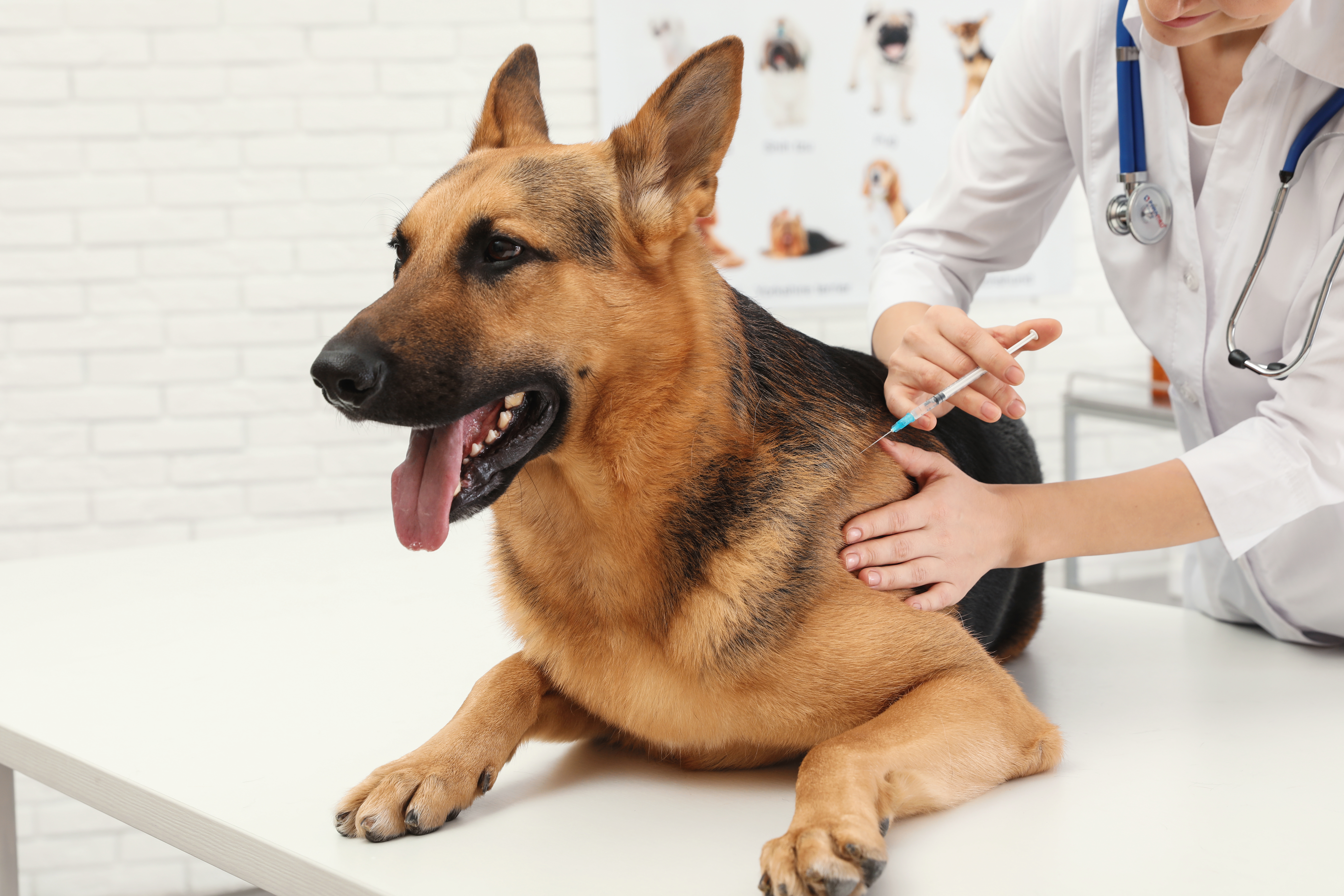 La rabia es una enfermedad zoonótica mortal que puede prevenirse únicamente con la vacunación de perros. (Foto Prensa Libre, Shutterstock)