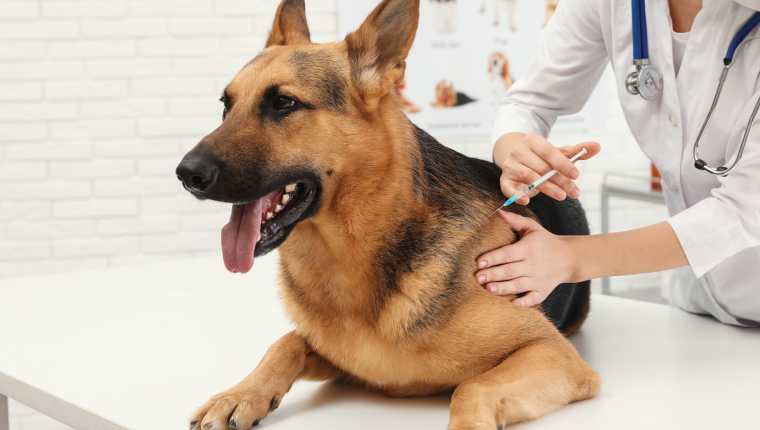 La rabia es una enfermedad zoonótica mortal que puede prevenirse únicamente con la vacunación de perros. (Foto Prensa Libre, Shutterstock)