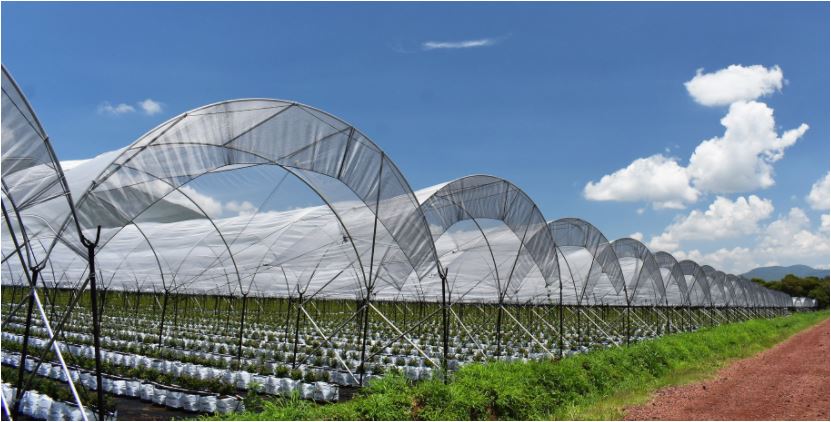 CampoMallas es una empresa de origen chileno y están interesados en hacer negocios en Guatemala. (Foto Prensa Libre: CampoMallas)