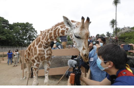 Espectadores observan con Jirafito en el Zoológico La Aurora. (Foto Prensa Libre: Esbin García)