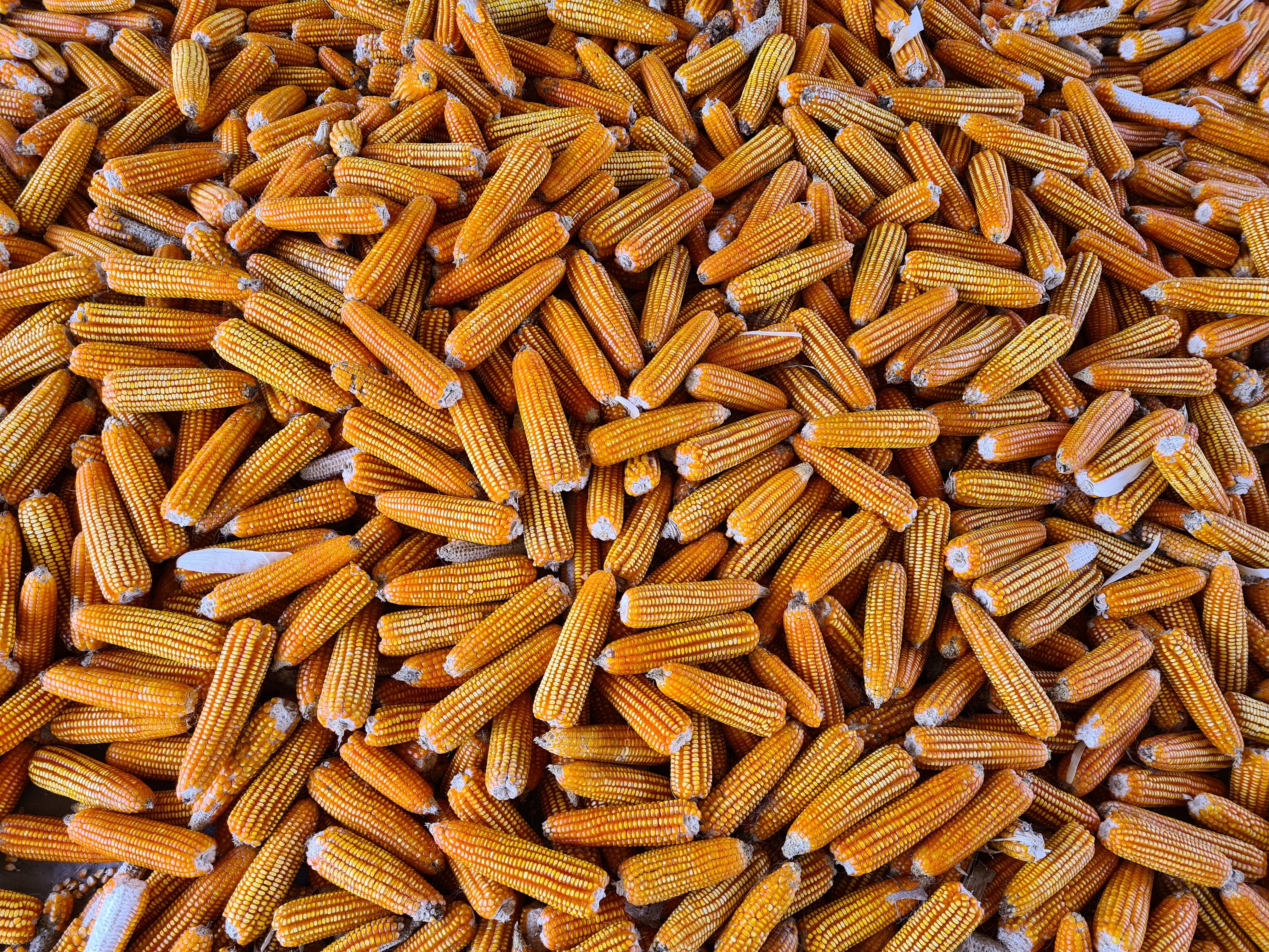 La semilla híbrida para producción de maíz amarilla fue desarrollada por el Icta y otras instituciones de investigación. (Foto, Prensa Libre: Héctor Martínez Figueroa).