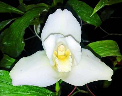 La Monja Blanca, máxima joya de la flora guatemalteca