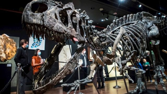 El dinosaurio tenía alrededor de 26 pies de largo y pesaba aproximadamente casi una tonelada. (Foto Prensa Libre: EFE)