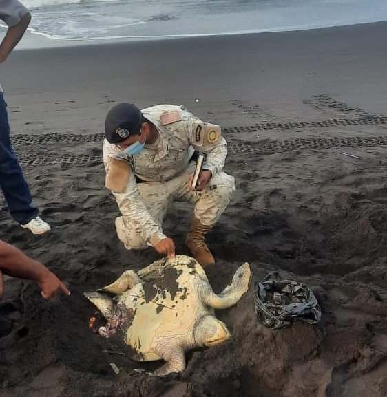  En Puerto San José, Escuintla, un hombre fue detenido por matar a una tortuga para robarle sus huevos. (Foto Prensa Libre: PNC) 