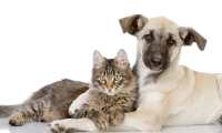 Algunos consejos de expertas pueden ayudar a que  perros y gatos se lleven bien. (Foto Prensa Libre, Shutterstock)