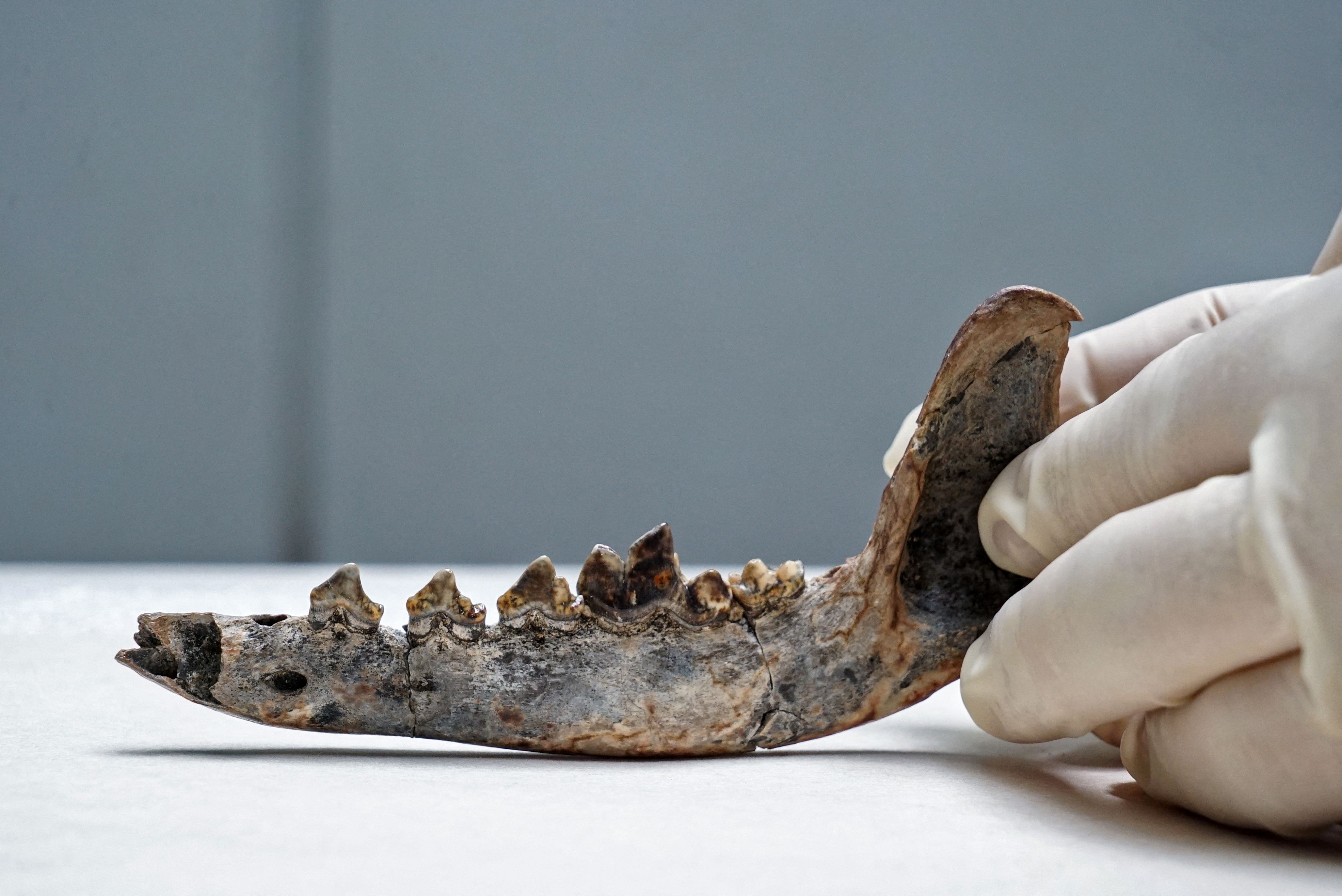 Foto sin fechar que proporcionó el Proyecto Xulo de Costa Rica, que muestra el fósil de la mandíbula den un perro que podría comprobar que hubo perros domesticados en Centroamérica hace 12 mil años. (Foto Prensa Libre: AFP) 