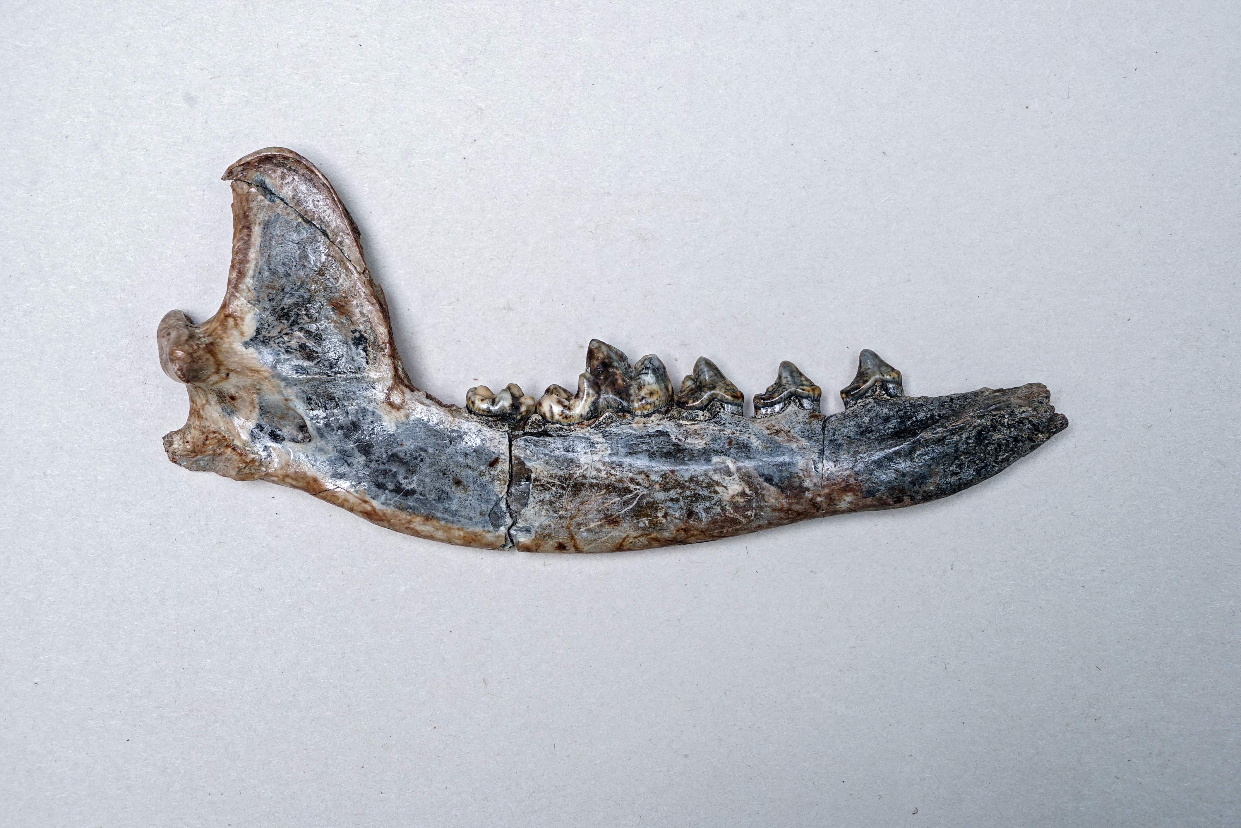 En busca de Xulo, el mejor amigo prehistórico del hombre