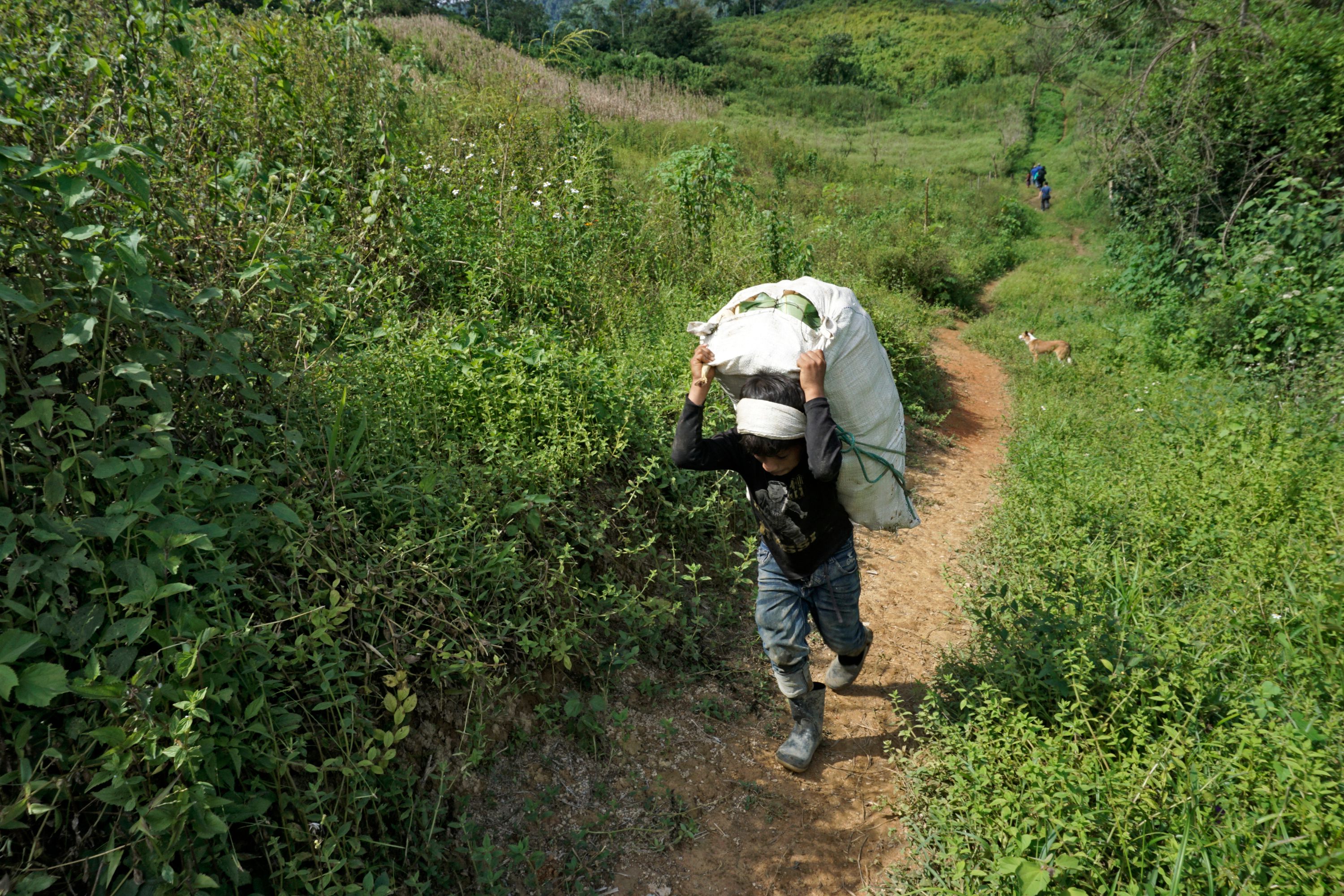 Un niño carga un costal cerca del área donde Iota y Eta destruyeron plantaciones de cardamomo en Cerro Azul, Uspantán, Quiché. Eso ha motivado mucha migración irregular a Estados Unidos. (Foto Prensa Libre: AFP)