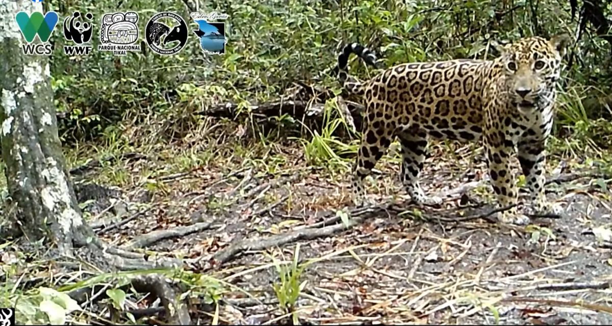 Cámaras trampa en Tikal captan diversidad de fauna silvestre