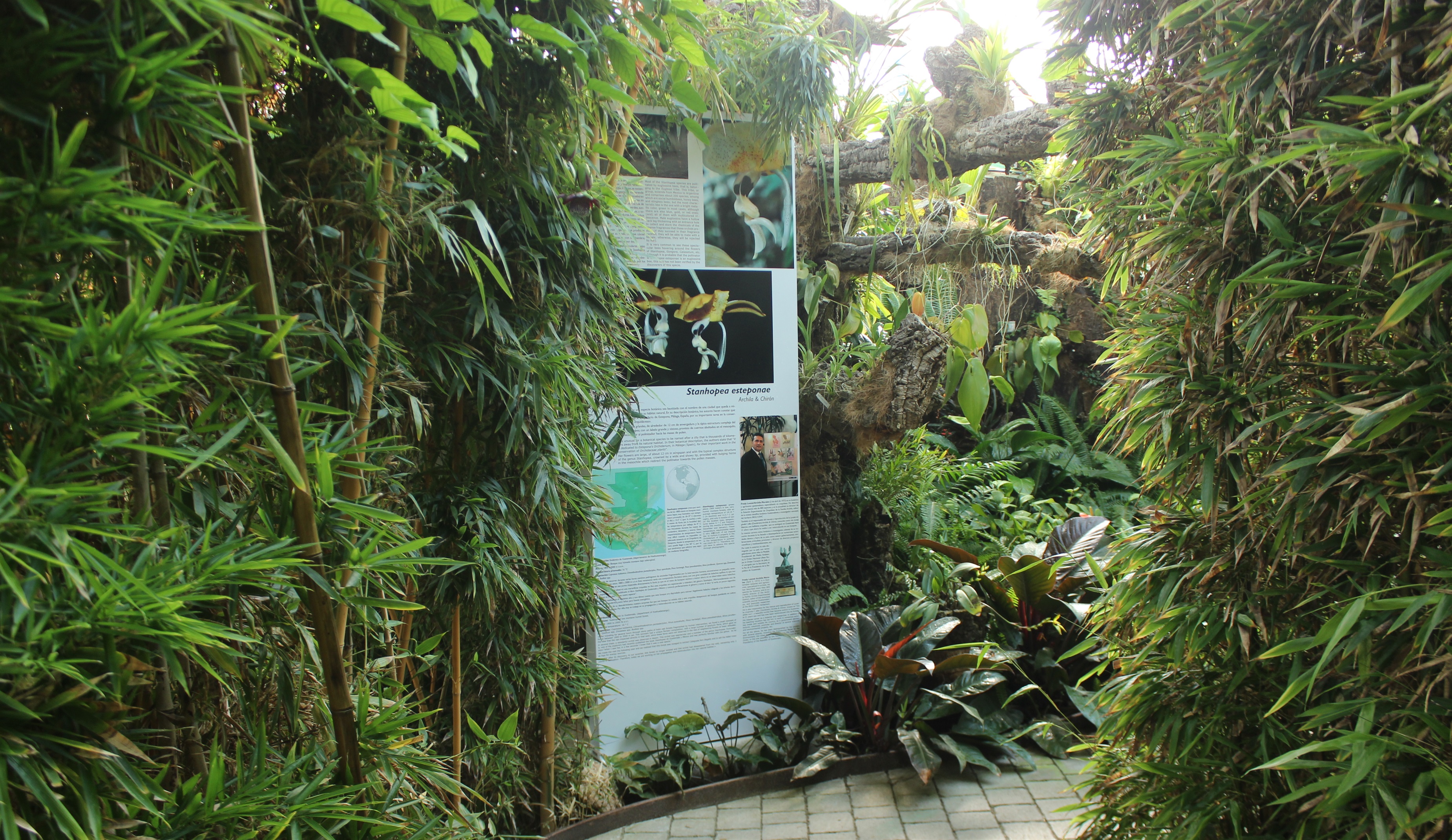 Parque Orquidario de Estepona dedica un espacio a una orquídea descubierta en Guatemala y a la que han nombrado como Estepona.  (Foto Prensa Libre: dpa)