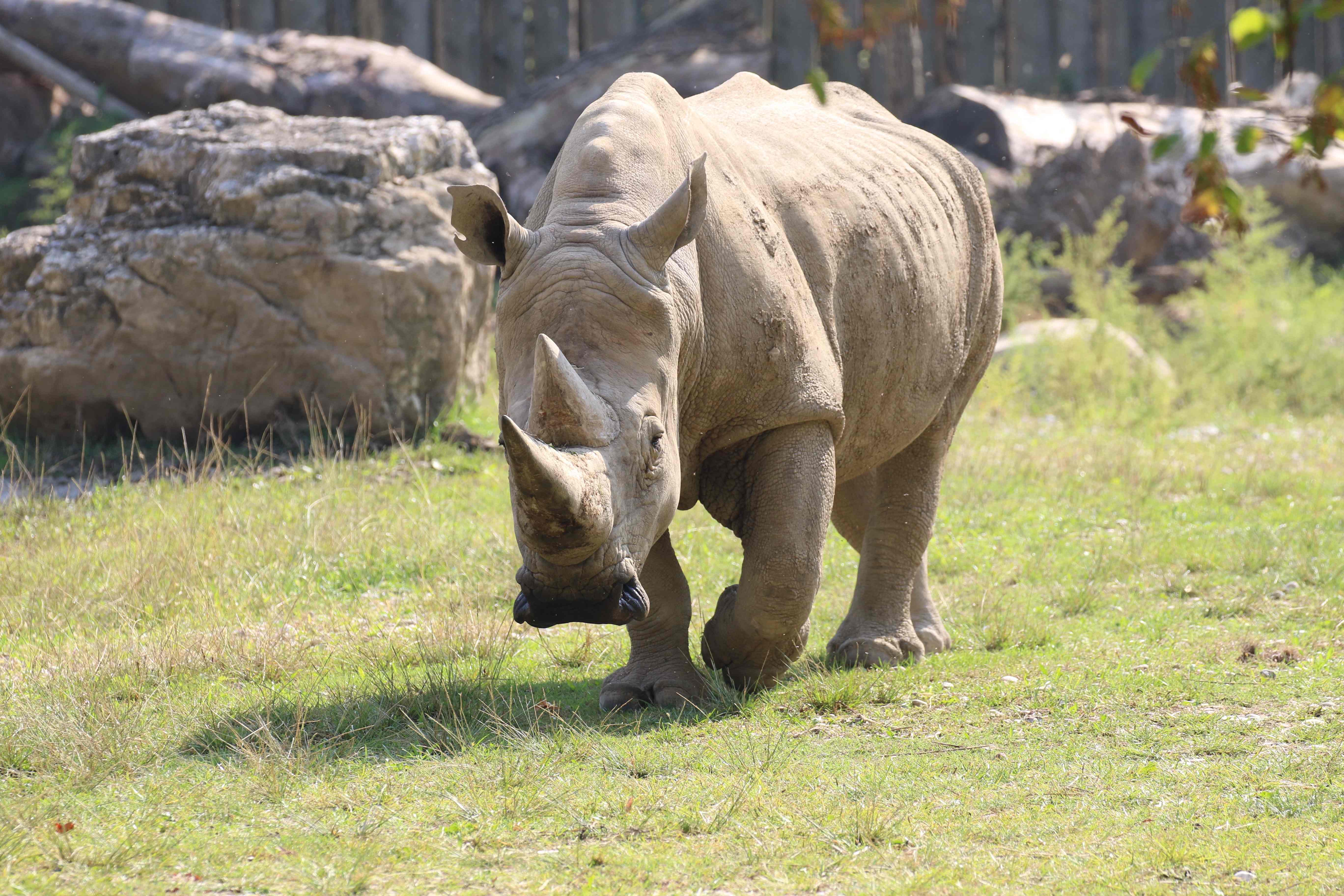 Un zoológico cerca de Verona, Italia, era el hogar de Toby, el rinoceronte blanco más viejo del mundo. (Foto Prensa Libre: AFP)