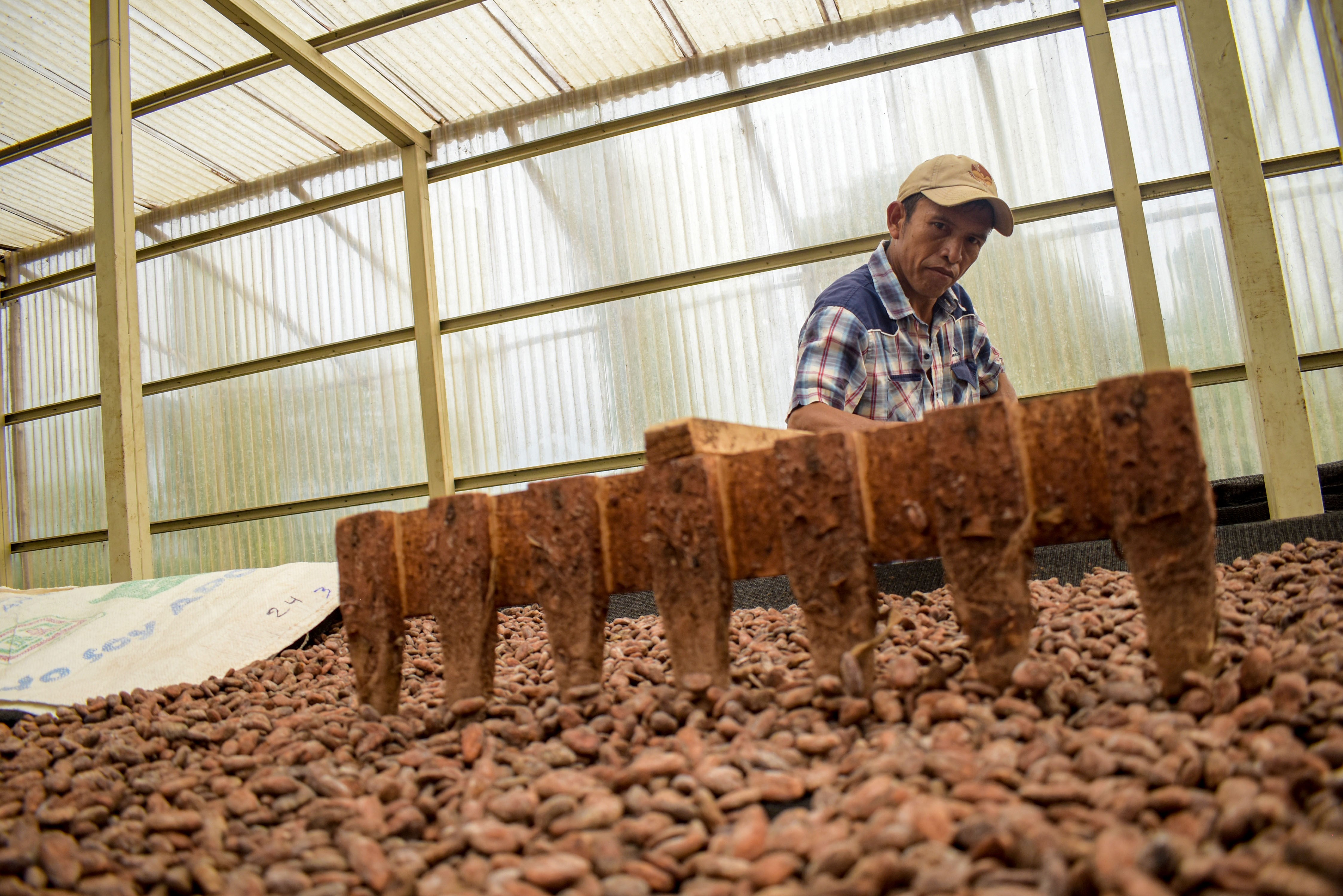 La producción de cacao y otros cultivos, abarcan áreas del Valle del Polochic,  La Tinta, Panzós, Senahú, Cahabón y Lanquín, en Alta Verapaz, así como de El Estor, en Izabal, y la parte de baja de Purulhá, en Baja Verapaz. (Foto, Prensa Libre: Cortesía).