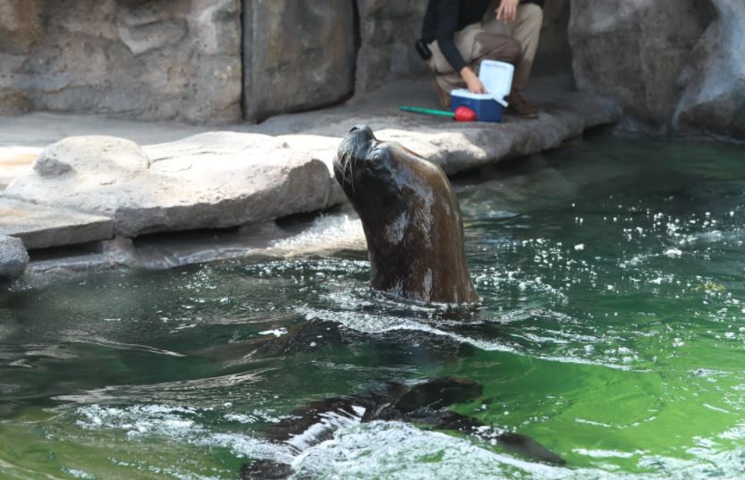 Leones marinos son los nuevos huéspedes del Zoológico La Aurora. (Foto Prensa Libre: María José Bonilla)