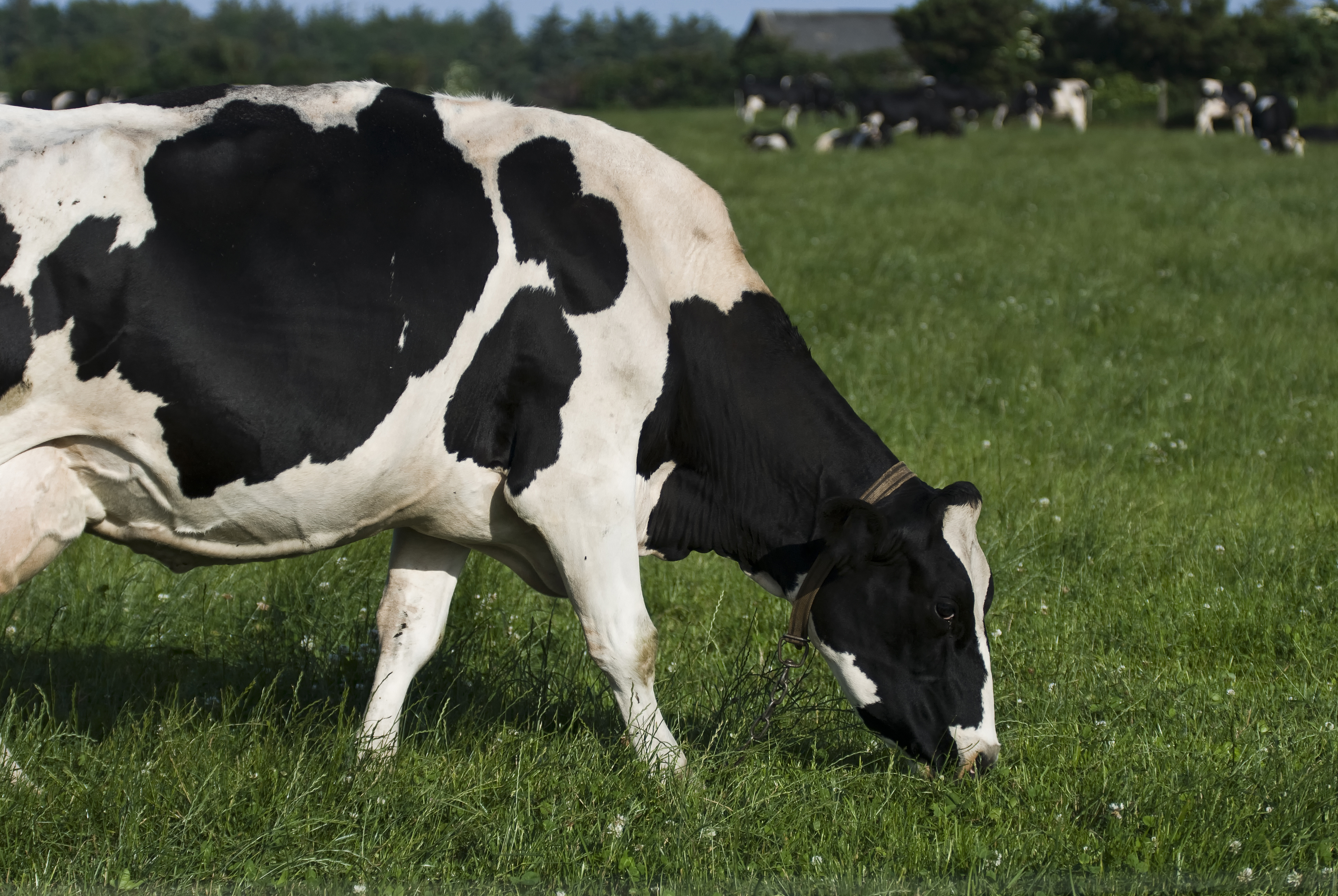 Las vacas también dan productos orgánicos como derivados de los lácteos