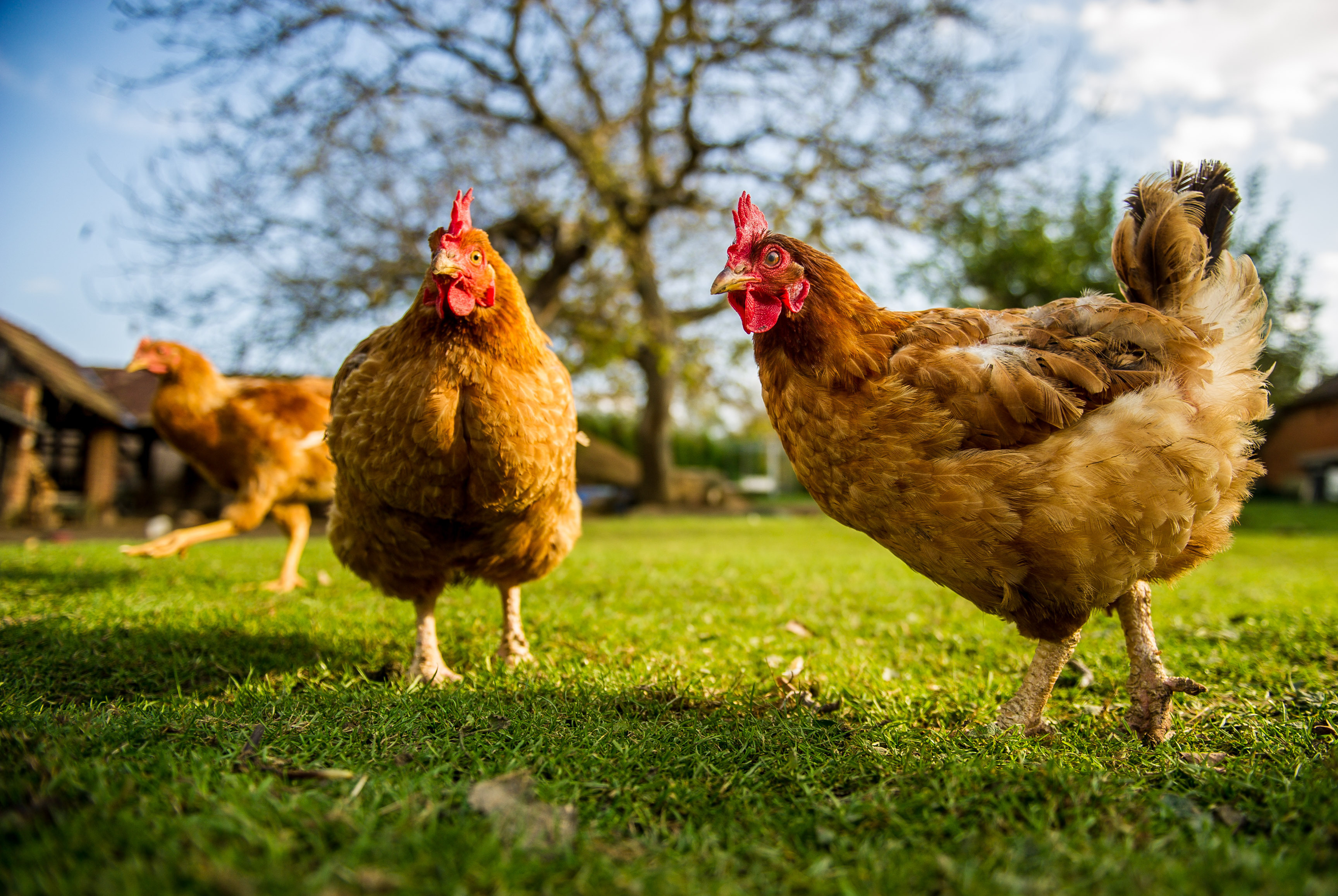 Los productos avícola también puede ser orgánica.