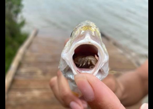 Autoridades muestran parásito que sustituye lengua de pez. (Foto Prensa Libre: Tomada de Galveston Island State Park - Texas Parks and Wildlife)