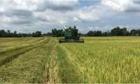 Se cultivan anualmente 14 mil 400 hectáreas de arroz y se produce 1 millón 125 mil quintales, que constituyen el 25% del consumo nacional. (Foto Prensa Libre: Hemeroteca)