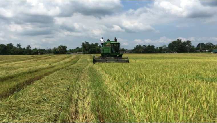 Se cultivan anualmente 14 mil 400 hectáreas de arroz y se produce 1 millón 125 mil quintales, que constituyen el 25% del consumo nacional. (Foto Prensa Libre: Hemeroteca)