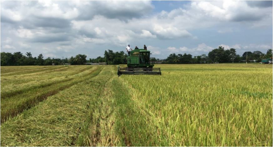 El cultivo de arroz podría desaparecer en el país dentro de un año ¿Por qué?