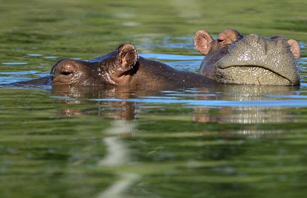 Los hipopótamos podrían multiplicarse vertiginosamente en Colombia. (Foto Prensa Libre: AFP)