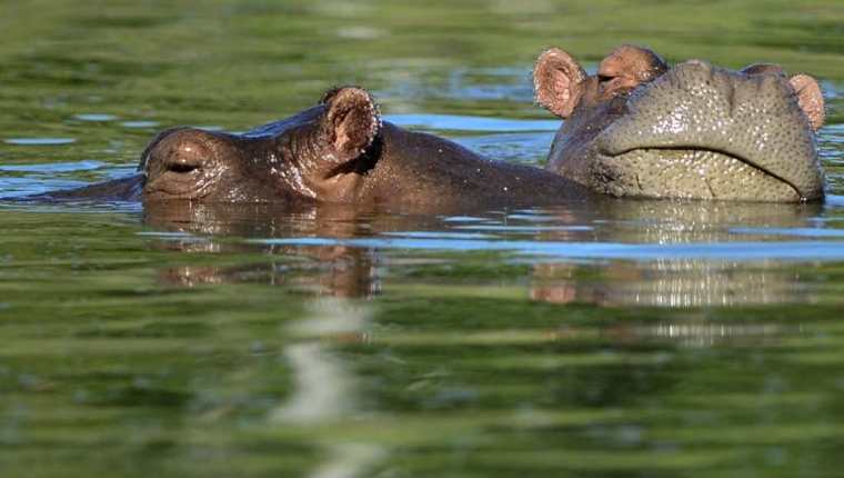 Los hipopótamos podrían multiplicarse vertiginosamente en Colombia. (Foto Prensa Libre: AFP)