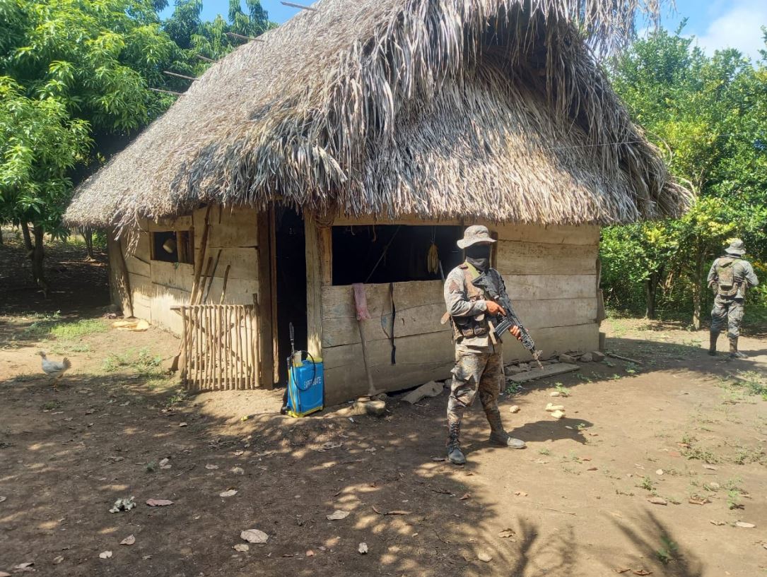 Plantación de hoja de coca en la aldea El Zapote, San Luis, Petén. (Foto Prensa Libre: Ejército de Guatemala)
