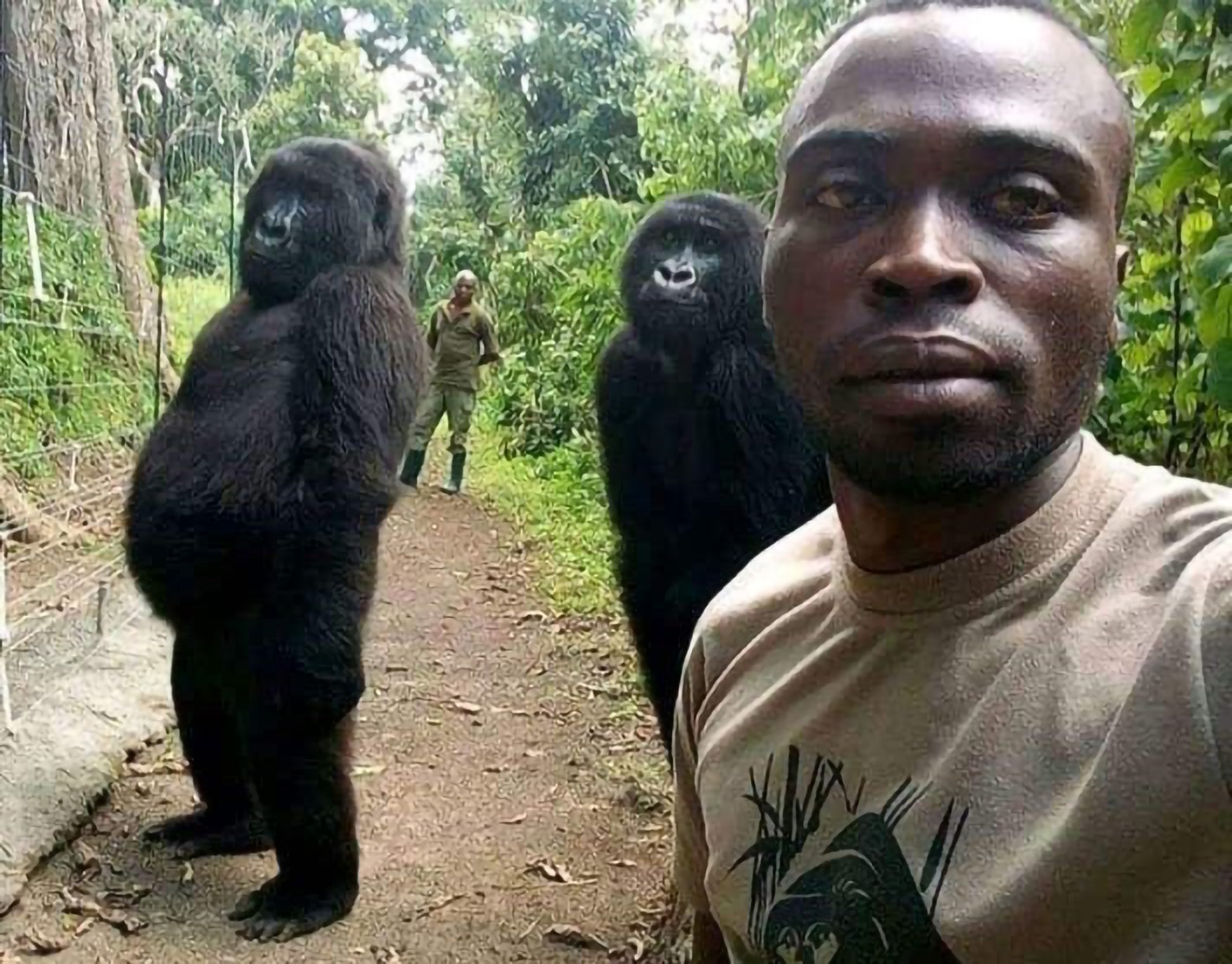 Ndakasi, la gorila que  se hizo famosa en 2019 al posar en una "selfie" con otro primate y un guardabosques, murió a los 14 años por enfermedad en el parque nacional de Virunga. (Foto Prensa Libre: EFE/ Parque Nacional de Virunga)