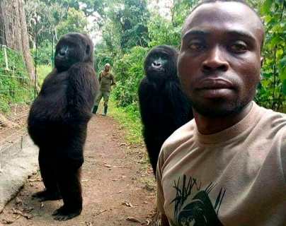 De la selfie viral a la imagen más triste: Ndakasi, la célebre gorila del Congo murió en brazos de su cuidador