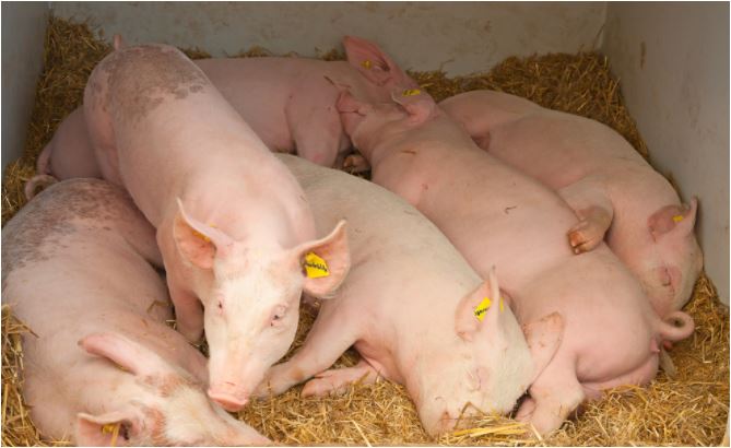 La PPA es una enfermedad hemorrágica altamente infecciosa que afecta tanto a cerdos domésticos, como silvestres, y es inofensiva para las personas. (Foto Prensa Libre: IICA)