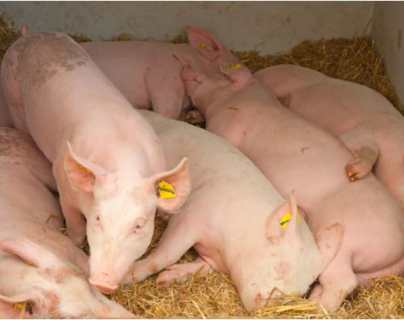 Peste Porcina Africana en Haití y República Dominicana elevan alerta en Centroamérica (trazabilidad y prevención son claves)