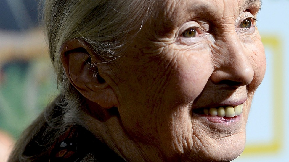 Jane Goodall: html5-dom-document-internal-entity1-quot-endSabiduría es cuando la cabeza y el corazón trabajan juntos y tomamos decisiones basadas en cómo afectarán a las generaciones futuras y al planetahtml5-dom-document-internal-entity1-quot-end.