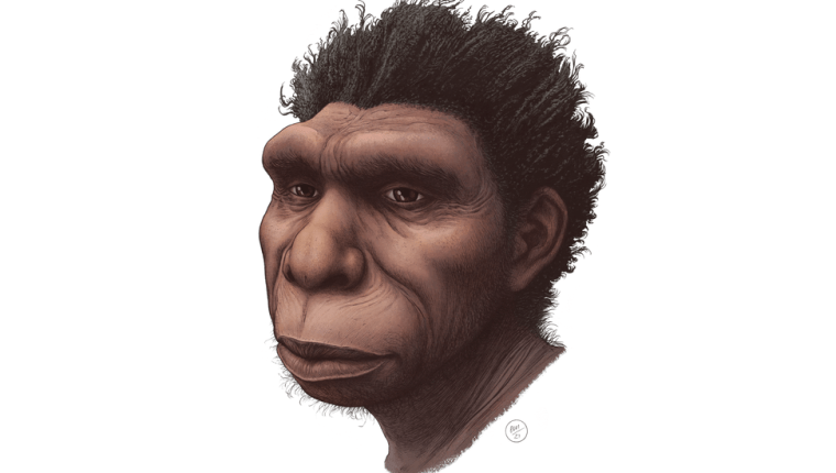 Ilustración de Homo bodoensis.  (ETTORE MAZZA)