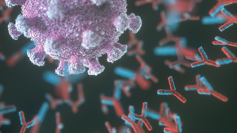 El gen LZTFL1 juega un papel en la gravedad de la covid, según un nuevo estudio. La mayoría de la población de ascendencia del sur de Asia porta este gen.