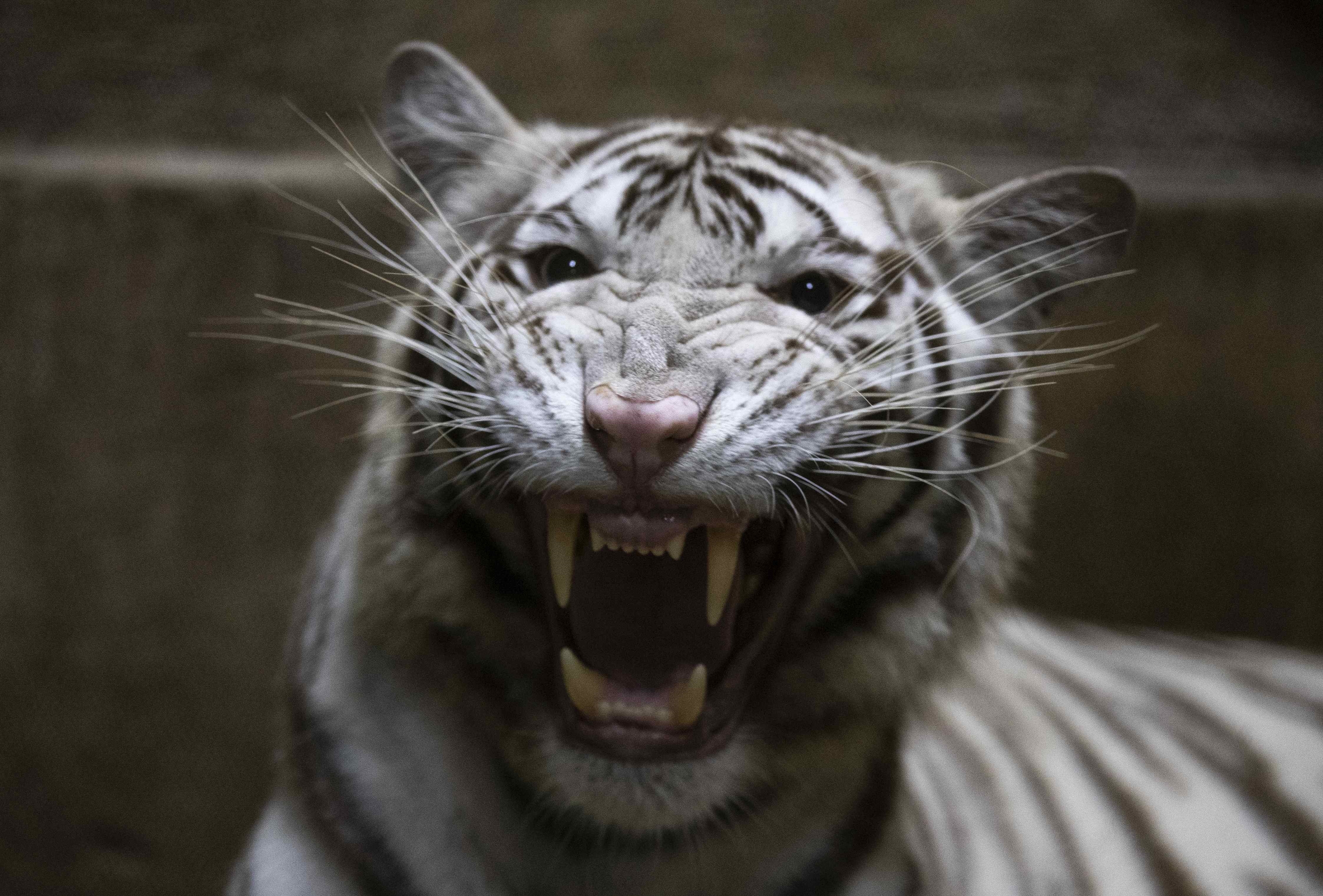 Fuerzas de seguridad localizan a un tigre blanco en Querétaro, México, y lo asesinan
