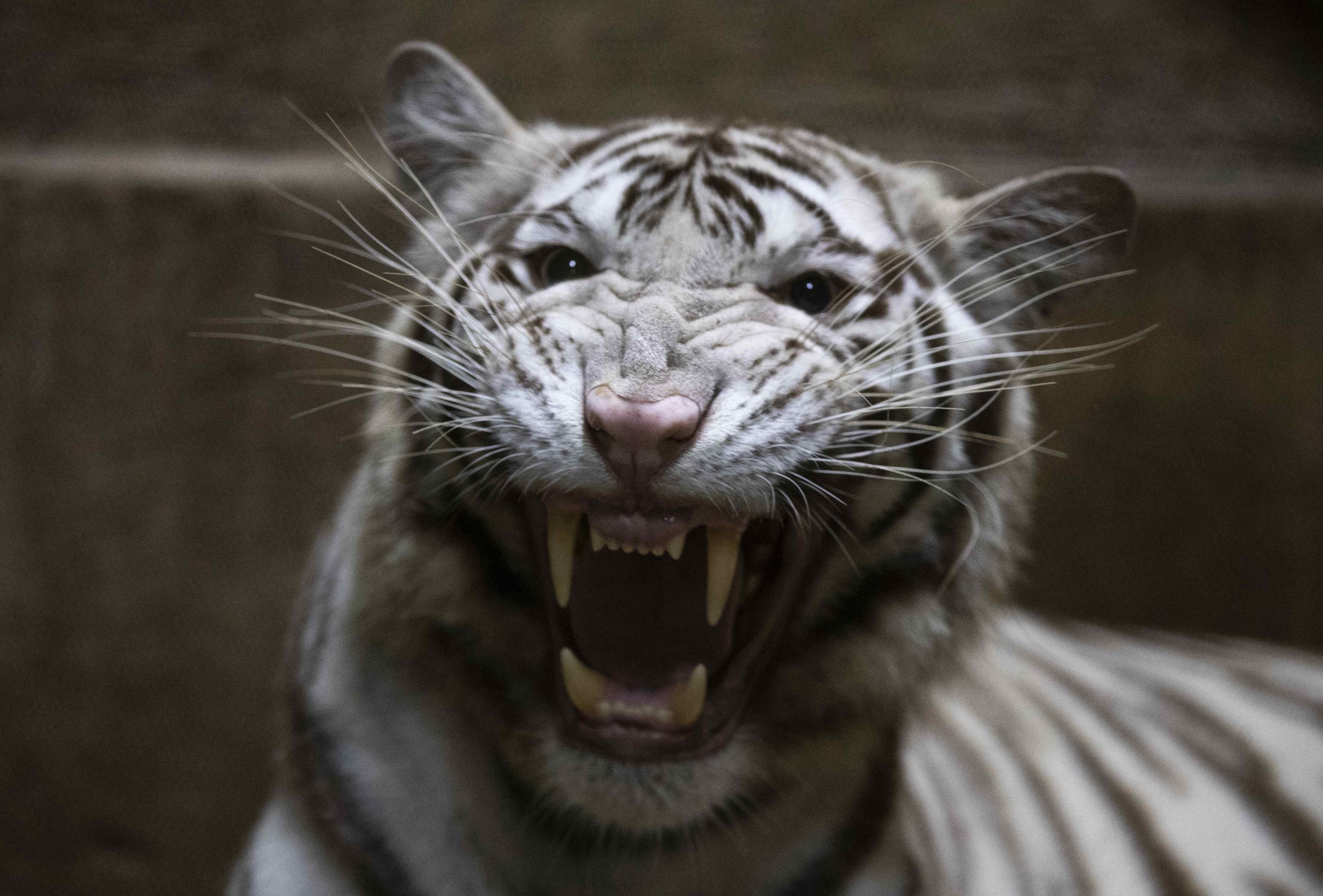 El tigre fue asesinado por el peligro que representaba para los comunitarios, según las autoridades. Fotografía Ilustrativa.  (Foto Prensa Libre: EFE)