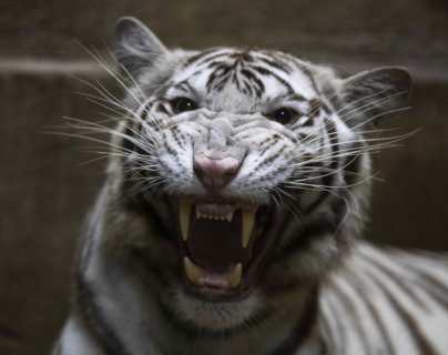 Fuerzas de seguridad localizan a un tigre blanco en Querétaro, México, y lo asesinan