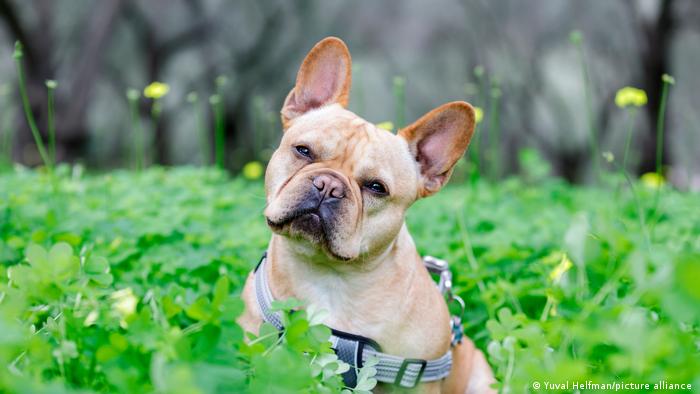 Una inclinación de la cabeza puede no significar que el perro esté confundido, todo lo contrario. (Yuval Helfman/picture alliance)

