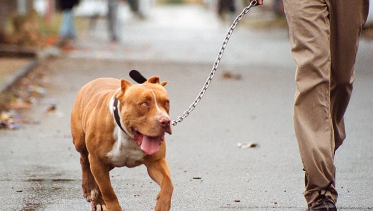 Los perros pitbull son considerados agresivos. (Foto Prensa Libre: Hemeroteca PL)