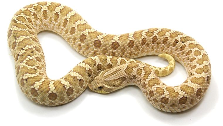 Un hombre de la India compró serpientes para matar a su esposa. Imagen ilustrativa. (Foto Prensa Libre: Hemeroteca PL)