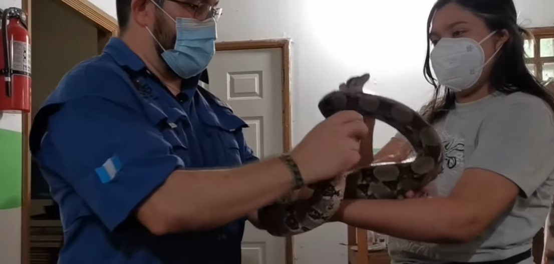 Video: radiografía revela que serpiente devoró una guacamaya de un recinto de aves en Petén