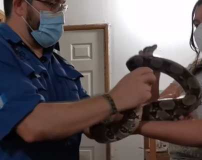 Video: radiografía revela que serpiente devoró una guacamaya de un recinto de aves en Petén
