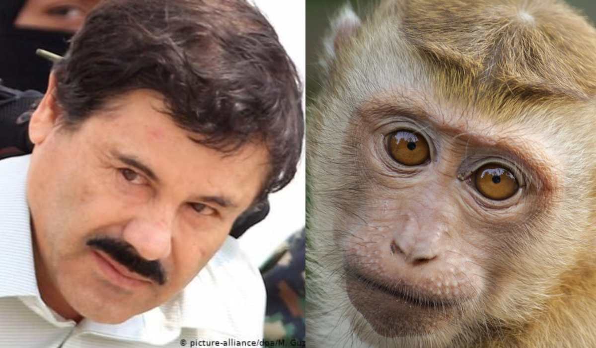 “El Chapo” Guzmán: cómo un mono se convirtió en la pieza clave de la captura del narcotraficante mexicano