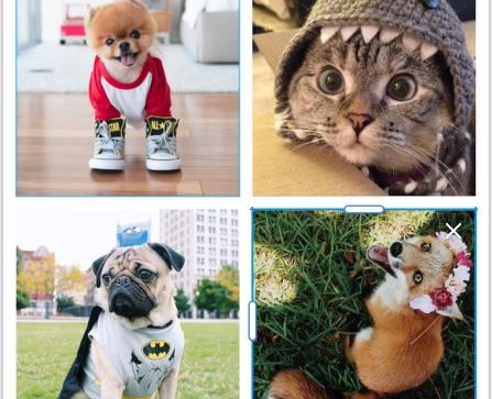 Animales que son las estrellas de Instagram