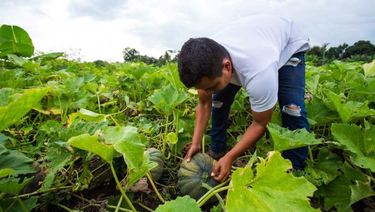 Grupo Aserinca es proveedores de frutas y verduras para Walmart Guatemala. Foto Prensa Libre: Cortesía.