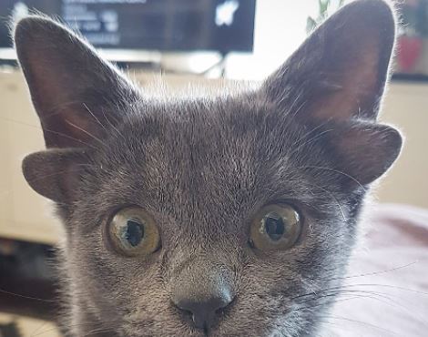 Midas, la gata que nació con cuatro orejas y por su aspecto es una sensación en Instagram