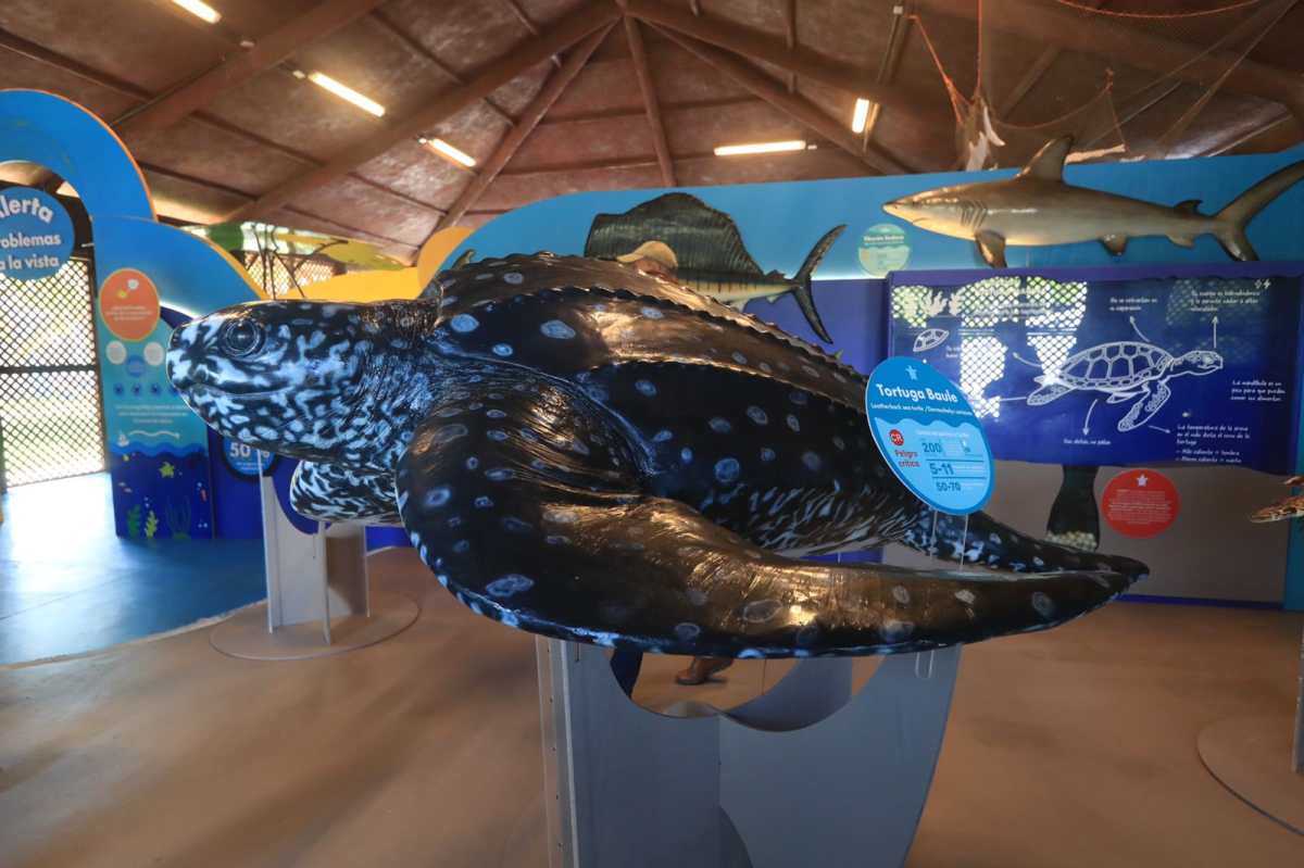 Inauguran el Museo del Mar, un espacio para promover la conservación de la biodiversidad de las costas del Pacífico